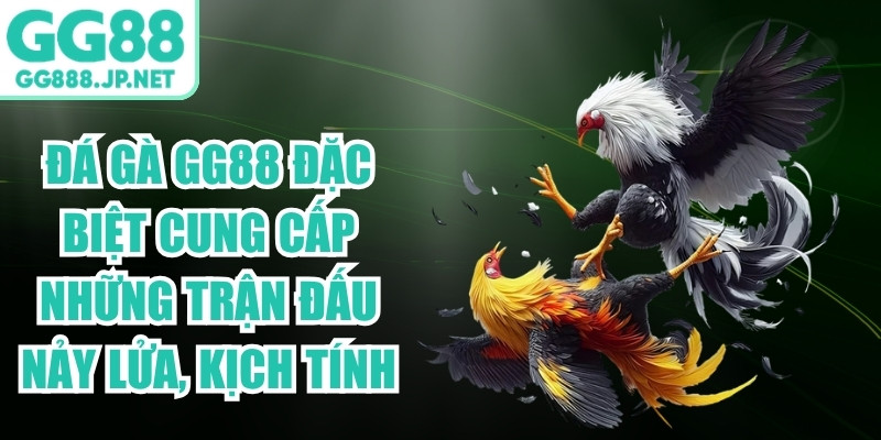 Đá gà GG88 đặc biệt cung cấp những trận đấu nảy lửa, kịch tính